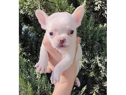 Egzotik french bulldog yavrular