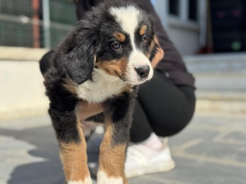 Petmode köpek çiftliğinden bernese yavrular
