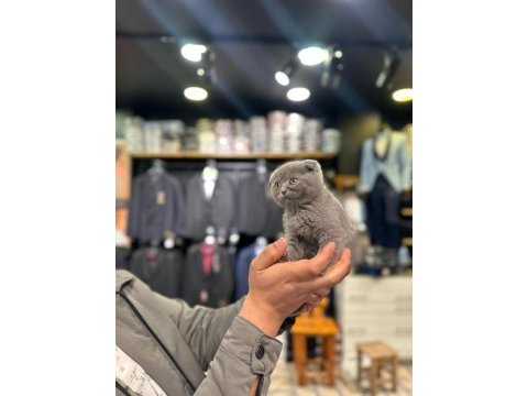 Scottish fold yavru kedilerimiz