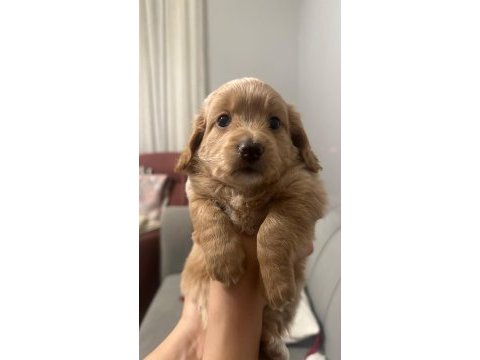 23 mayıs doğumlu maltipoo yavrularım