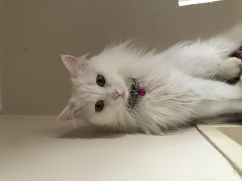 British longhair beyaz