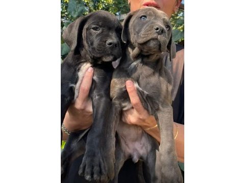 Muhteşem irilikte güçlü cane corso yavrular