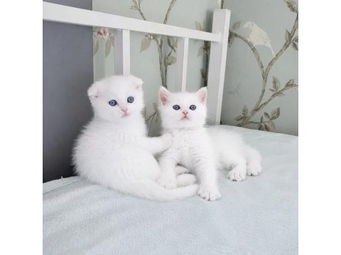 Maviş gözlü scottish fold biblolarım