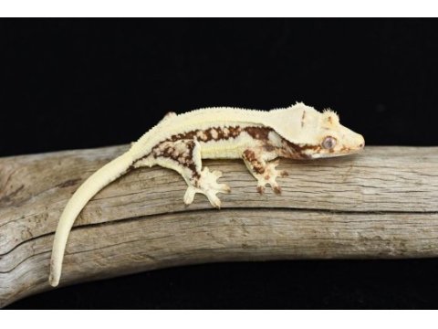 Crested ve leopard geckolar