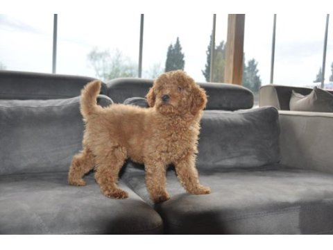 Dişi redbrown toy poodle