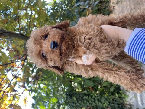 Güzel toy poodle bebekler teslime hazır