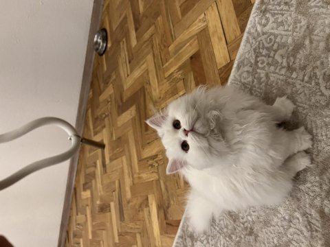 Çok özel bir kedi
