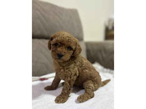 Kurabiye misali poodle kızımız