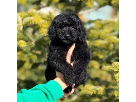 Siyah toy poodle kömür karası yavrumuz