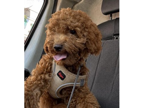 Poodle yavrumuza aile arıyoruz