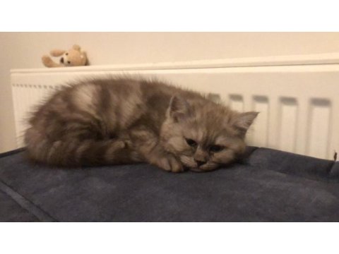 2 aylık safkan yavrular british shorthair