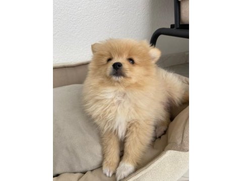 Pomeranian bebek