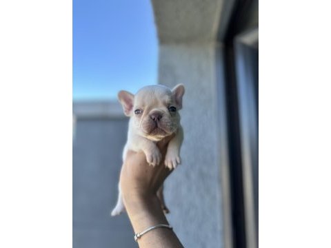 Full secereli french bulldog yavrular