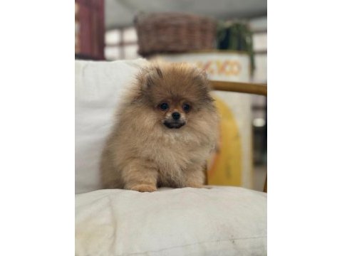 Mersin pomeranian yavru