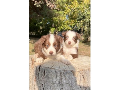 Orjinal safkan border collie yavrular