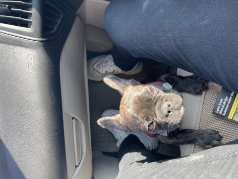 4 aylık erkek french bulldog