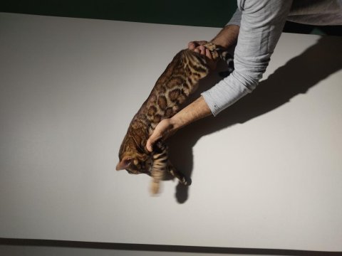 3 aylık erkek bengal kediler full şecere