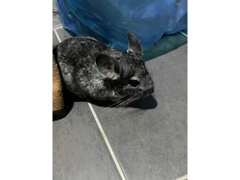 Chinchilla 4 aylık