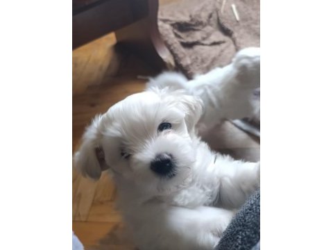 Maltese terrier iki aylıklar