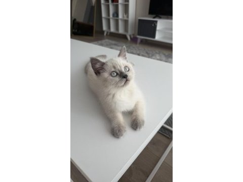 British shorthair 2,5 aylık safkan yavrumuz