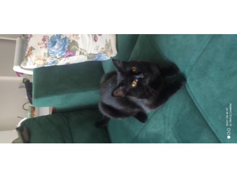 Ücretsiz baba scottısh fold , anne siyam dişi kedi