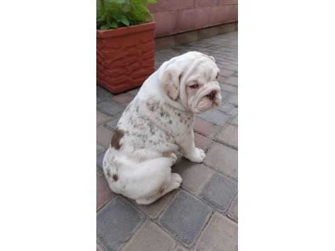 Renkli bulldog çocuklar