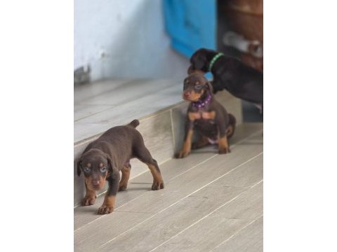%100 orjinal doberman yavrular kredi kartı geçerlidir