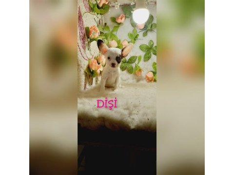 Kendi kızımın chihuahua bebekleri