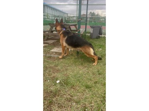 2 adet safkan alman coban kopegi kiside hamiledir