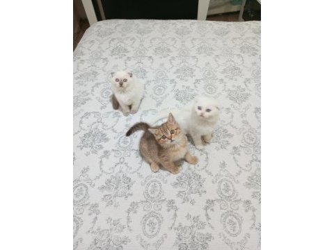 2 aylık scottish yavrular