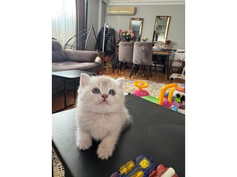 A kalite son 2 yavru british shorthair