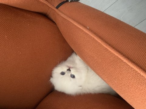 Teslime hazır scottish fold yavrularımız