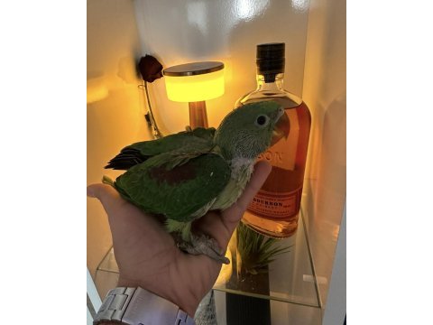 El besleme bebek alexander 45 günlük
