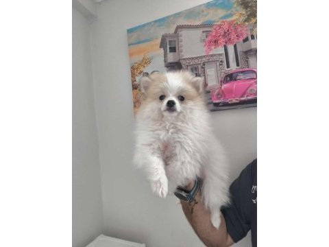 Pomeranian bebek köpeğimiz