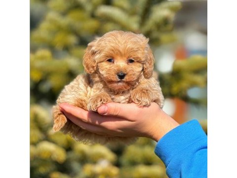 2.5 aylık erkek yavru maltipoo