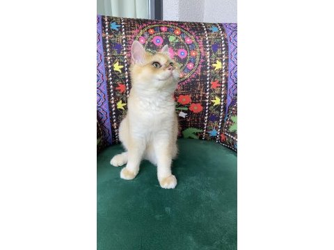 Safkan golden yavru kedimiz