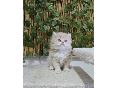 Özel renk british arayanlara lilac golden renkli erkek yavru