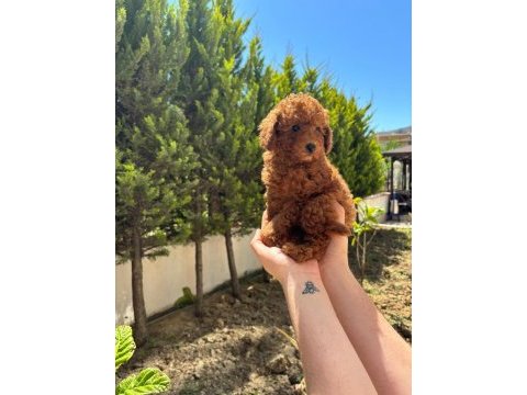 Red brown poodle ev doğum bebeklerime bakın