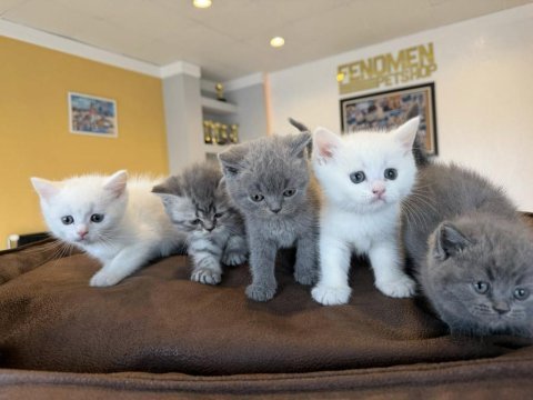 Kedi dünyasından renk renk brıtısh yavrular ankara