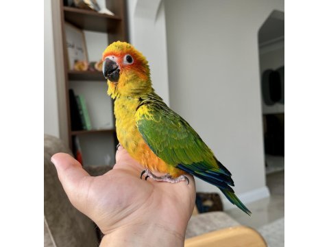 El besleme bebek güneş konur papağanları
