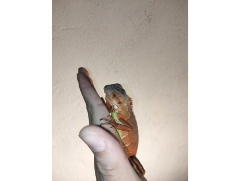 İguana yasal belgeli cipli