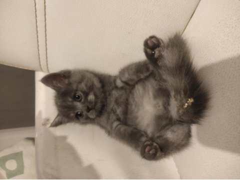 British longhair yavru
