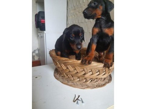 King doberman yavrularım