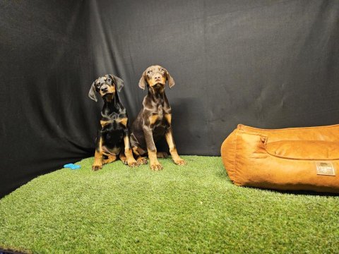 Club k9 güvencesiyle güçlü ve sadık doberman yavruları