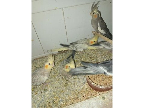 Yeni yeme inmiş bebek sultan papağanlar