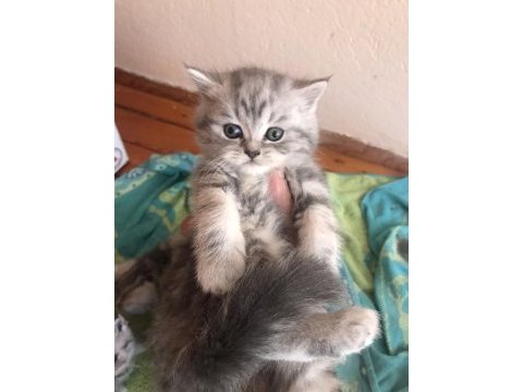 British shorthair 4 yavru 3 yetişkin