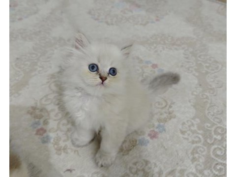 A kalite blue golden kediler