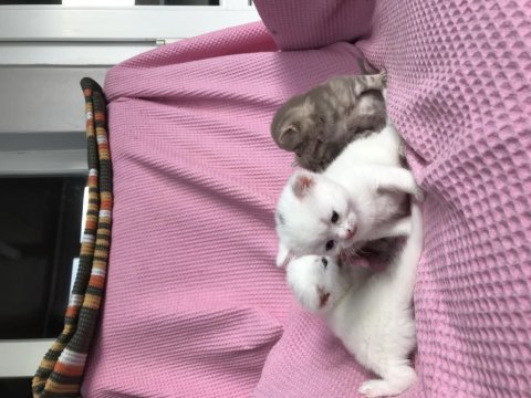 Yavru sahiplendirme british shorthair