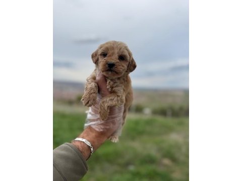 Türkiyenin en güzeli maltipoo köpeği
