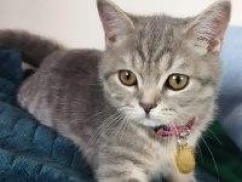 British shorthair 3,5 aylık dişi